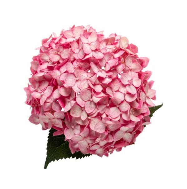 COLOR LIQUID DYE - PINK - Image 2