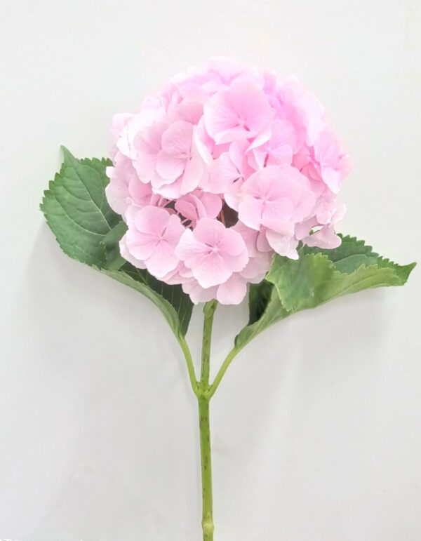 COLOR LIQUID DYE - PINK - Image 3